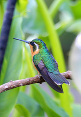 Lampornis castaneoventris