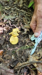 Cantharellus lateritius
