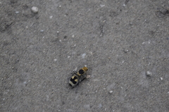 Dasymutilla arachnoides