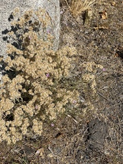 Pseudognaphalium californicum