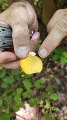 Cantharellus lateritius