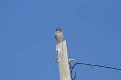 Spiziapteryx circumcincta