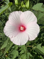 Hibiscus laevis