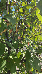 Prunus padus