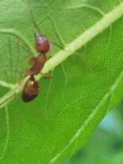 Camponotus castaneus