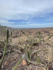 Stenocereus gummosus