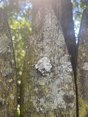 Parmelioideae