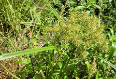 Cyperus odoratus