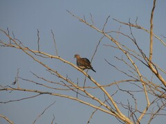 Streptopelia senegalensis