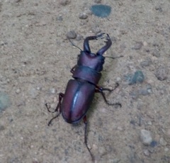 Prosopocoilus inclinatus inclinatus