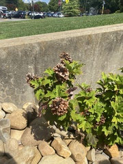 Hydrangea