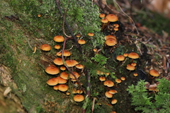 Xeromphalina