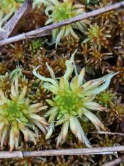 Sphagnum riparium