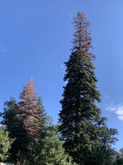 Abies concolor