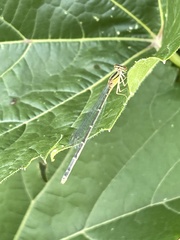 Enallagma vesperum