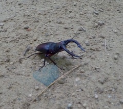 Prosopocoilus inclinatus inclinatus