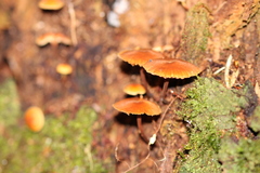 Xeromphalina