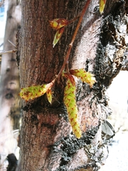 Betulaceae