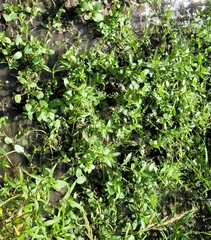 Ludwigia palustris