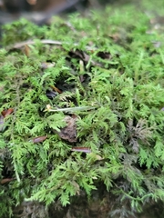Thuidium