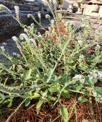 Heliotropium hirsutissimum