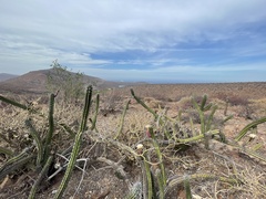 Stenocereus gummosus
