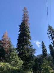 Abies concolor