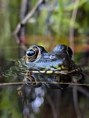 Lithobates clamitans