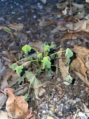 Oxalis caprina