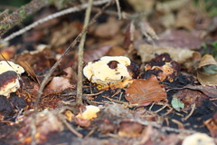Gloeophyllum odoratum