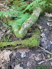 Thuidium