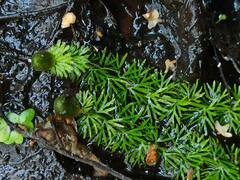 Utricularia intermedia