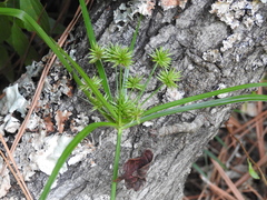 Cyperus croceus