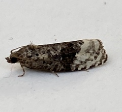 Apotomis betuletana