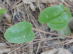 Smilax pumila