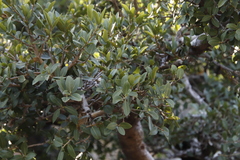 Ficus ilicina image
