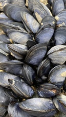 Mytilus