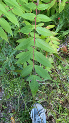 Rhus glabra