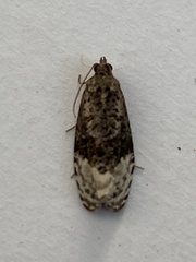 Apotomis betuletana