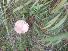 Laccaria bicolor