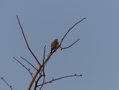 Accipiter minullus
