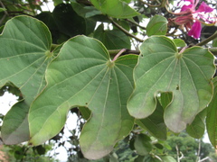 Bauhinia purpurea