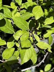 Prunus domestica