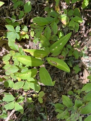 Polygonatum biflorum
