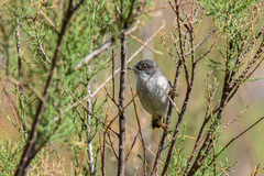 Curruca melanocephala