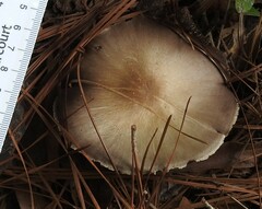 Psilocybe cubensis