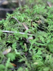 Thuidium