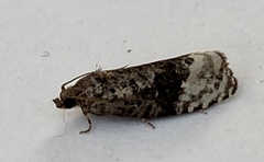 Apotomis betuletana