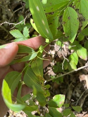 Polygonatum biflorum