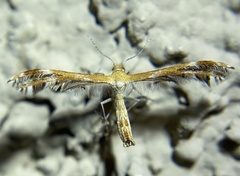 Dejongia californicus